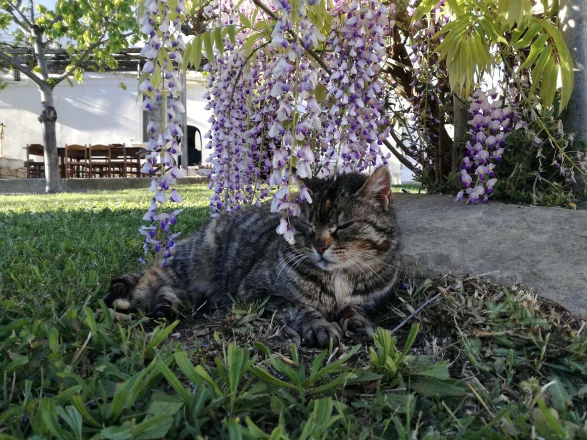 Willa Relais Il Giardino Fra Gli Ulivi Torino di Sangro Zewnętrze zdjęcie
